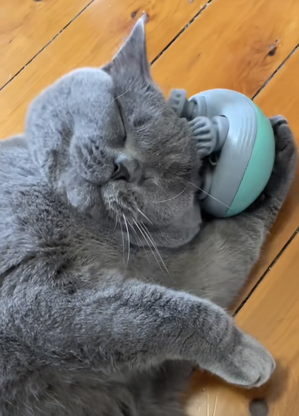 Cat enjoying massage session