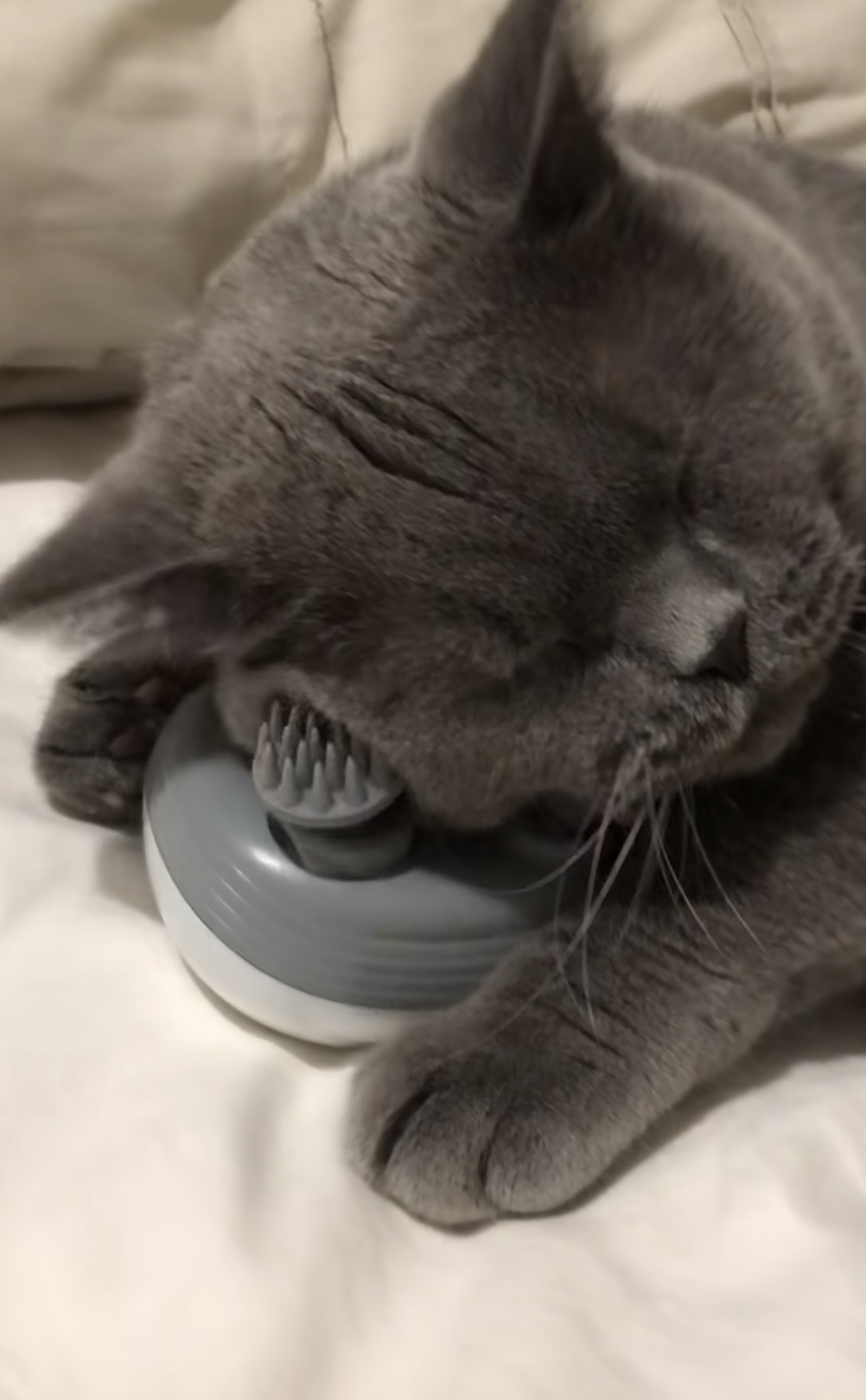 Relaxed cat with massager