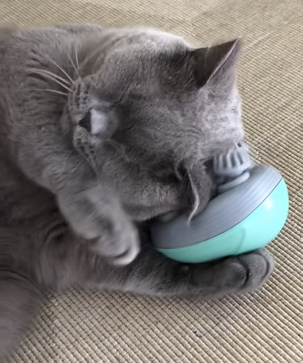 Content cat after massage